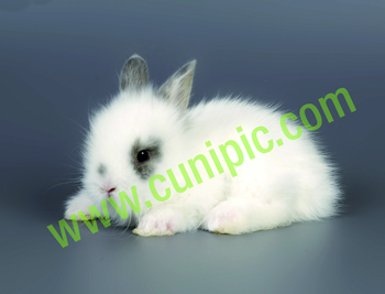 Conejo Angora Mariposa Azul